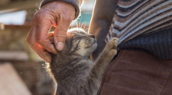 Irene-Combres-chat-personne-age.jpg